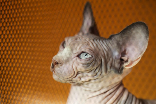 A Sphynx cat is seen in its cage during a regional cat exhibition in Russia&apos;s southern city of Stavropol Dec 19, 2010. [China Daily/Agencies]