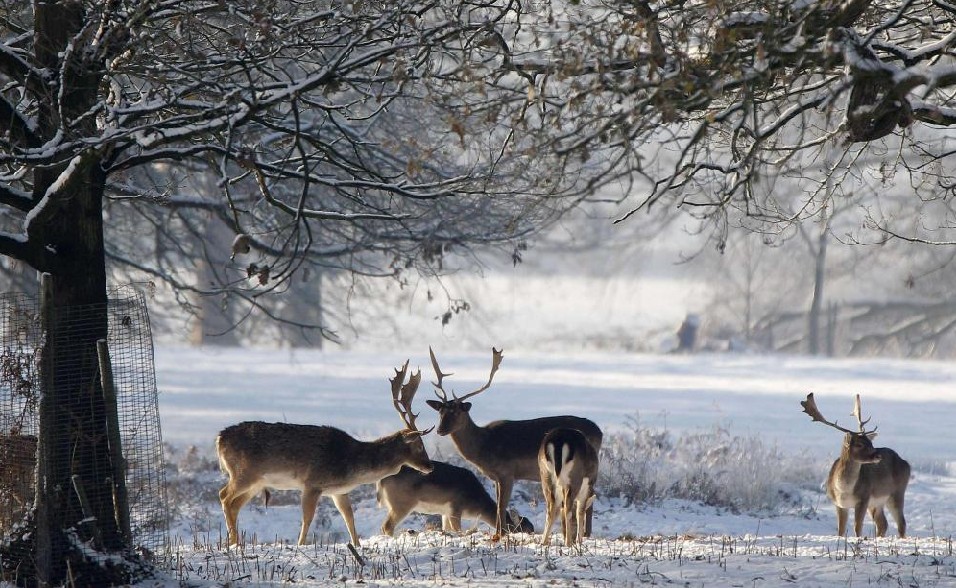 Deer stand in the snow at Dunham Massey park in Cheshire, northern England, Dec 19, 2010. [China Daily/Agencies] 