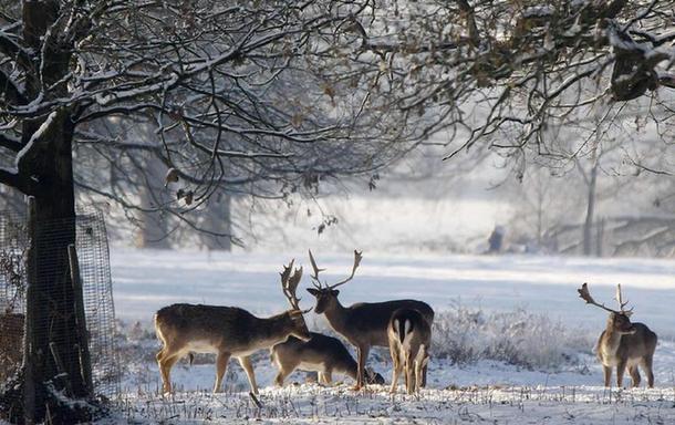 Deer stand in the snow at Dunham Massey park in Cheshire, northern England, Dec 19, 2010. 