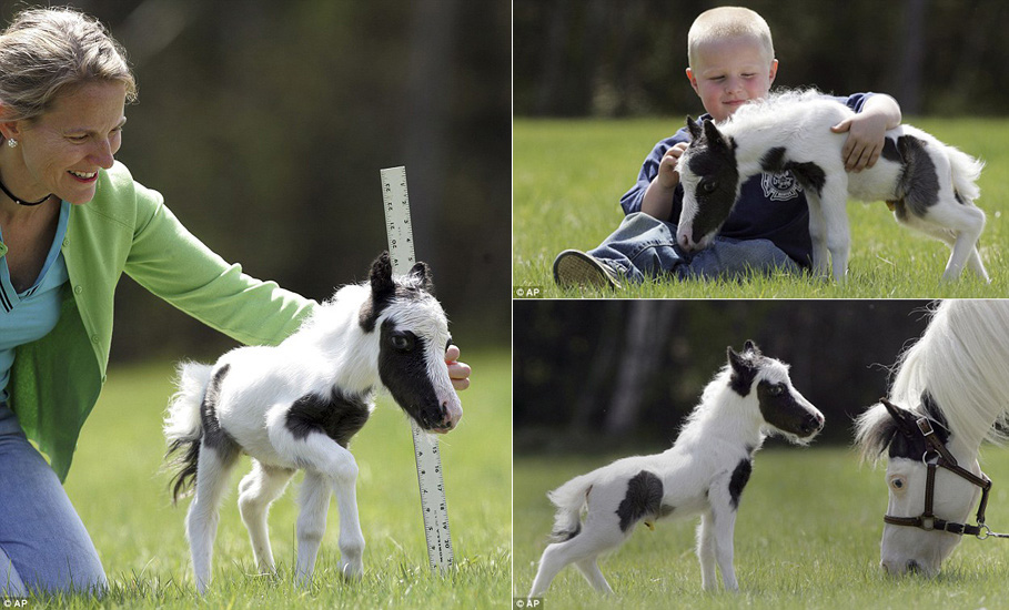 Photo shows the smallest horse, Einstein, which is just 14 inches high and weighs only an incredible 6 pounds. [CRI Online]