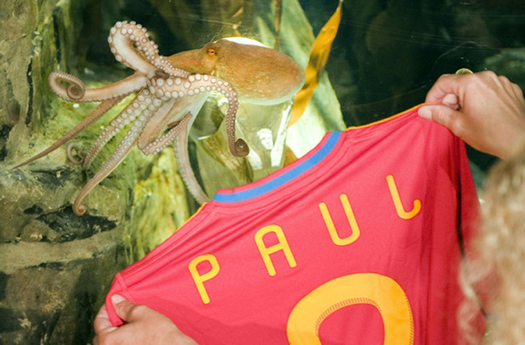 &apos;Paul&apos;, the so-called &apos;octopus oracle&apos;, is presented with a jersey at the Sea Life Aquarium in the western German city of Oberhausen July 22, 2010. 