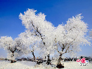 Beautiful frosty scenery appeared on both banks of the Songhua River after a sudden temperature drop and attracted swarms of tourists. Beautiful rime in Jilin is regarded as one of China's four natural wonders along with the landscape of mountains and waters in Guilin, Guangxi Zhuang Autonomous Region, the Stone Forest in Yunnan province, and the Three Gorges along the Yangtze River. [Photo by Yang Renyan]  