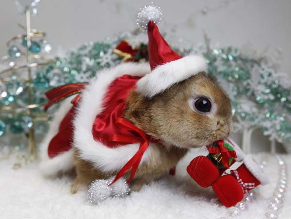 A pet rabbit is dressed as Santa Claus at a photo event to celebrate Christmas and the Year of the Rabbit at a pet rabbit shop in Yokohama, south of Tokyo, December 21, 2010. The year 2011 is the Year of the Rabbit on the Chinese zodiac calendar. [Xinhua/Reuters]