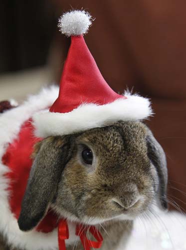 A pet rabbit is dressed in Santa Claus costume at a photo event to celebrate Christmas and the Year of the Rabbit at a pet rabbit shop in Yokohama, south of Tokyo, December 21, 2010. [Xinhua/Reuters]