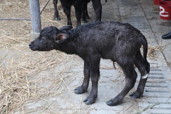 A transgenic cloned buffalo is seen at Guangxi University in Nanning, south China&apos;s Guangxi Zhuang Autonomous Region, Dec. 19, 2010. Two buffalo were cloned from transgenic embryos here on Dec. 19, 2010 but only one of them survived. [Xinhua]