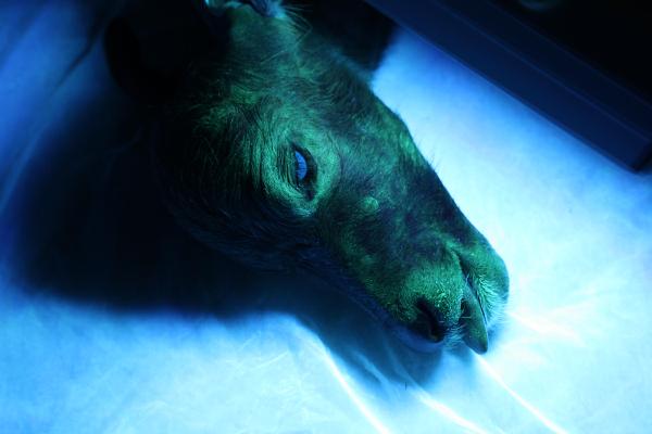 A transgenic cloned buffalo is seen under ultraviolet rays at Guangxi University in Nanning, south China&apos;s Guangxi Zhuang Autonomous Region, Dec. 19, 2010. Two buffalo were cloned from transgenic embryos here on Dec. 19, 2010 but only one of them survived. [Xinhua]