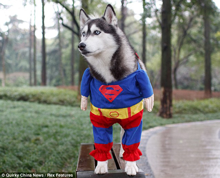 The photo released in March, 2010 shows a five-year-old pet husky named &apos;Ice&apos;, who has been popular on the internet after his images dressed as Superman were posted online.[Quirky China]