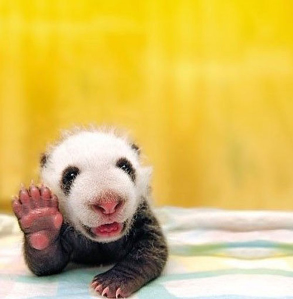 A panda cub is seen in this picture which released in March, 2010. [yule.sohu.com]