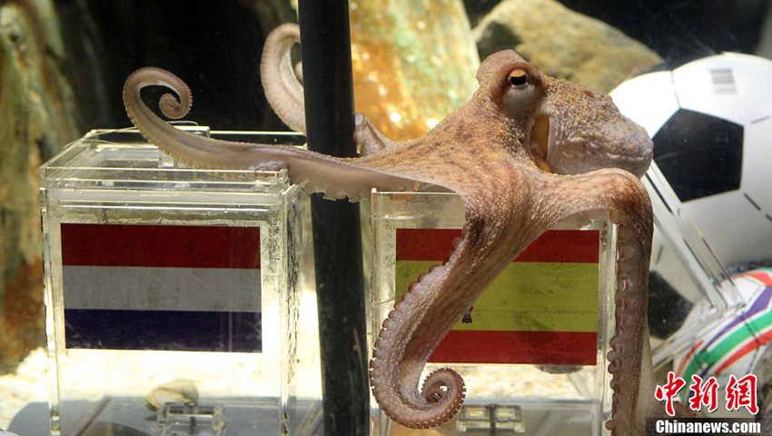 Two year-old octopus Paul, the so-called &apos;octopus oracle&apos; predicts Spain&apos;s victory in their 2010 World Cup semi-final soccer match against Germany by choosing a mussel, from a glass box decorated with the Spanish national flag instead of a glass box with the German flag, at the Sea Life Aquarium in the western German city of Oberhausen July 6, 2010. [China Daily/Agencies] 