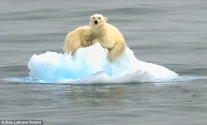 Photographer Eric Lefranc caught this polar bear cub and his mum on camera as they found themselves stranded 12 miles from land after a melting iceberg started to drift in Svalbard, Norway in March, 2010. [Agencies] 