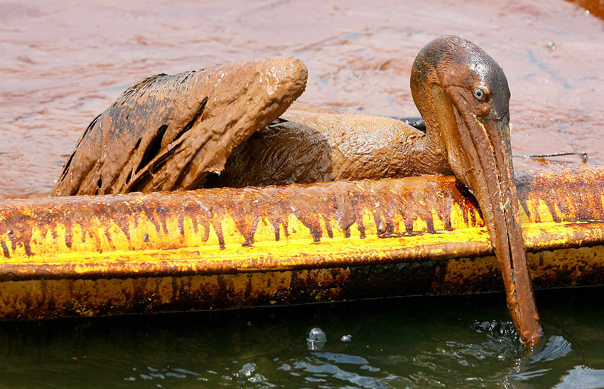 An exhausted oil-covered brown pelican tries to climb over an oil containment boom along Queen Bess Island Pelican Rookery, 3 miles northeast of Grand Isle, Louisiana June 5, 2010. Wildlife experts are working to rescue birds from the rookery which has been affected by BP&apos;s Gulf of Mexico oil spill, and transporting them to the Fort Jackson Rehabilitation Center. [Agencies]