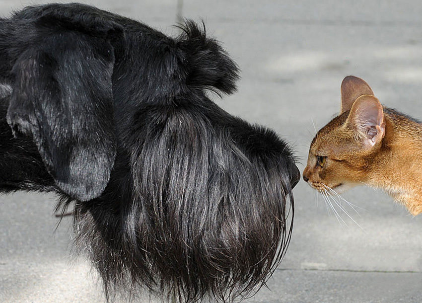 Two pet dogs are seen in Lipsia 2010 trad show in Leipzig, Germany on 18 October, 2010. [Chinanews.com]