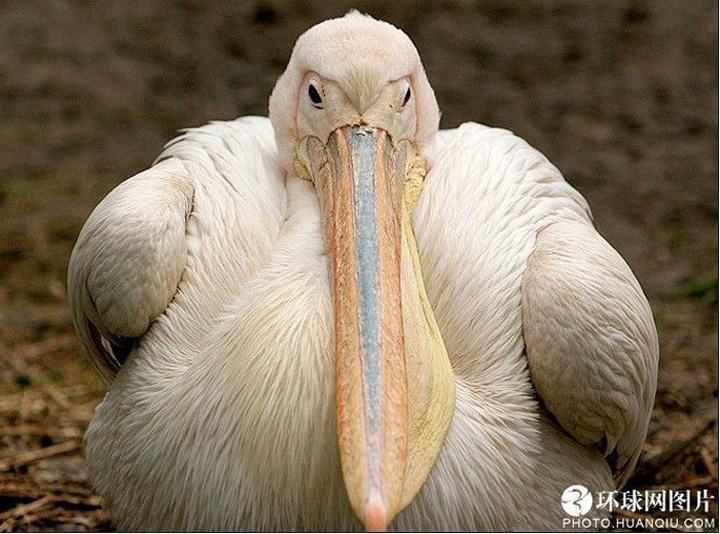 British media &apos;The Sun&apos; released a group of photo entitled &apos;The world&apos;s top 10 fattest animals&apos; in September 2010. In this photo is world&apos;s fattest seabird. [huanqiu.com]