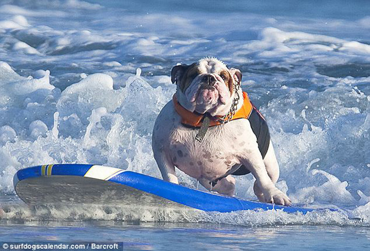 A dog shows off its surfing skill. This photo is released in December, 2010. [Agencies]