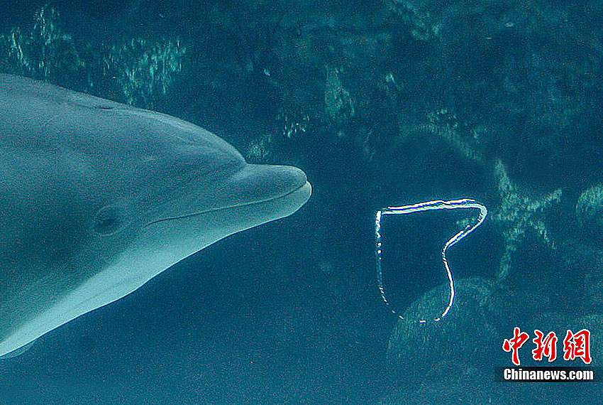 A dolphin is seen in SeaWorld Orlando, US, February, 2010. [Chinanews.com]