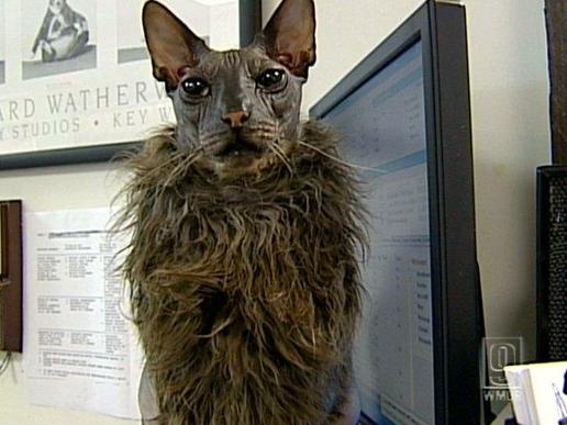 Ugly Bat Boy, now known as 'The World's Ugliest Cat,' has been causing a stir at a veterinary hospital in America.