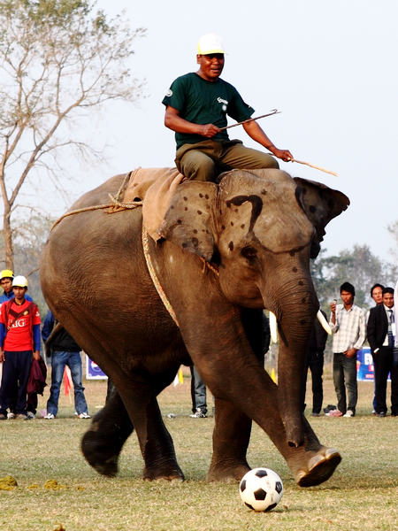 An elephant shows its football skills at Chitwan National Park in Nepal. Elephant football is one of the highlights of the annual Chitwan Elephant Festival, which attracts many tourists as well as locals. [Xinhua]