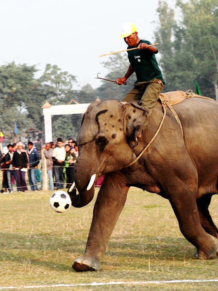 An elephant shows its football skills at Chitwan National Park in Nepal. Elephant football is one of the highlights of the annual Chitwan Elephant Festival, which attracts many tourists as well as locals. [Xinhua] 