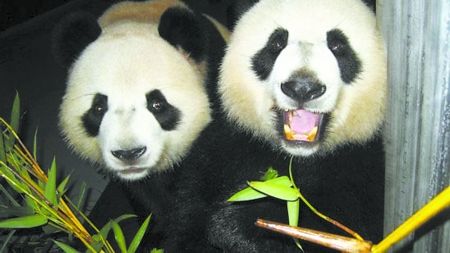 A pair of giant pandas, 'Kai Kai' and 'Xin Xin', which were given by China's central government as a gift to the Macao SAR, have been delivered to Macao from Chengdu earlier this month. 