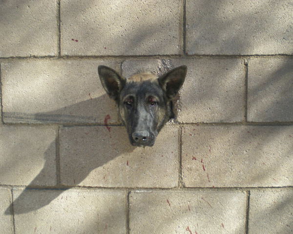 An 8-month-old German Shepherd is shown stuck in a hole in an 18-inch block wall in Desert Hot Springs, California Dec 27, 2010.