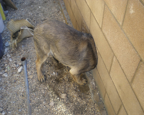 An 8-month-old German Shepherd is shown stuck in a hole in an 18-inch block wall in Desert Hot Springs, California December 27, 2010 in this photograph released by the Riverside County Animal Services Dec 27, 2010. [China Daily/Agencies]