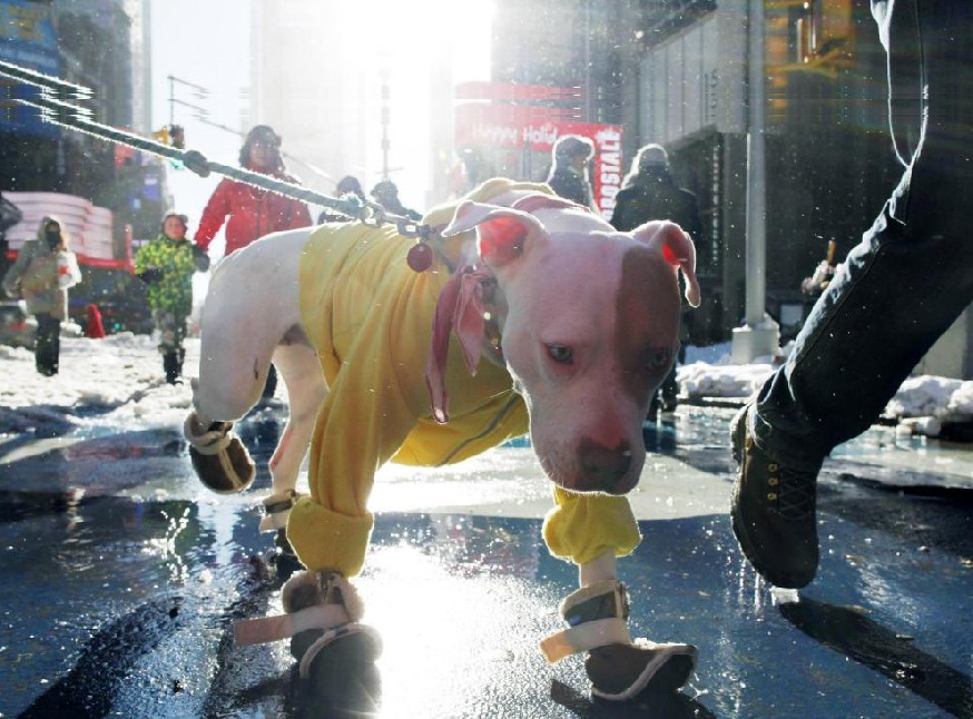 A dog wearing boots and a sweater walks through Times Square in New York Dec 27, 2010. [China Daily/Agencies]