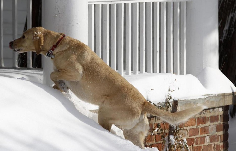 A dog trudges up steps to a porch through deep snow in the village of Upper Nyack, New York Dec 27, 2010. [China Daily/Agencies]