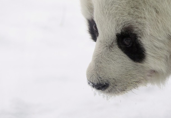 A panda walks in the snow in an enclosure in the zoo in Berlin, December 27, 2010. [Xinhua/Reuters]