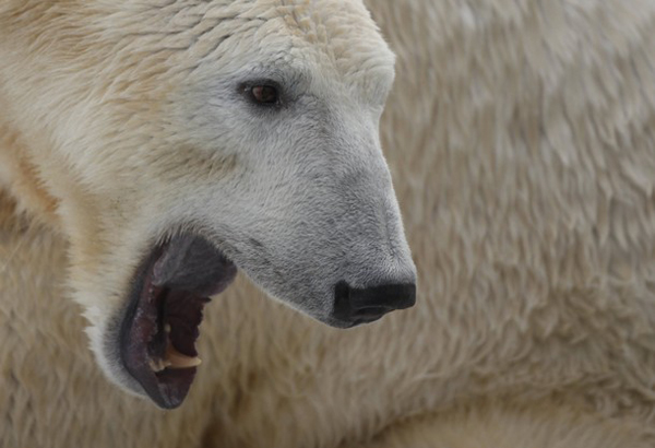 Polar bear Knut yawns in an enclosure in the zoo in Berlin, December 27, 2010. [Xinhua/Reuters]