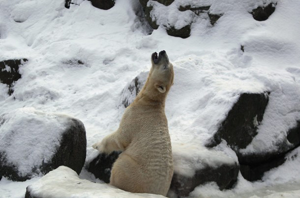 Polar bear Knut yawns in an enclosure in the zoo in Berlin, December 27, 2010. [Xinhua/Reuters]