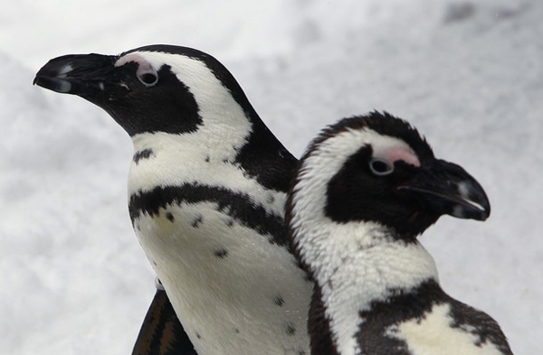 Penguins stand in the snow in an enclosure in the zoo in Berlin, December 27, 2010. [Xinhua/Reuters]