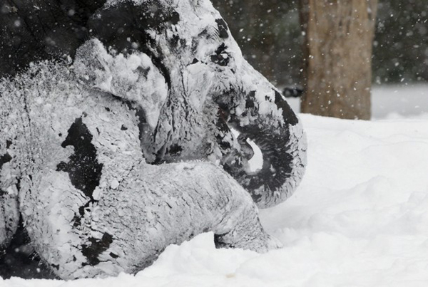 Elephant Ko Raya plays in the snow in the zoo in Berlin, December 27, 2010. [Xinhua/Reuters]