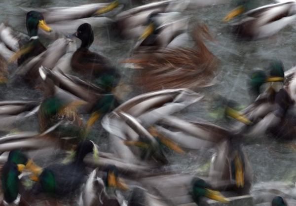 Ducks scramble for food during feeding time in the zoo in Berlin, December 27, 2010. [Xinhua/Reuters]