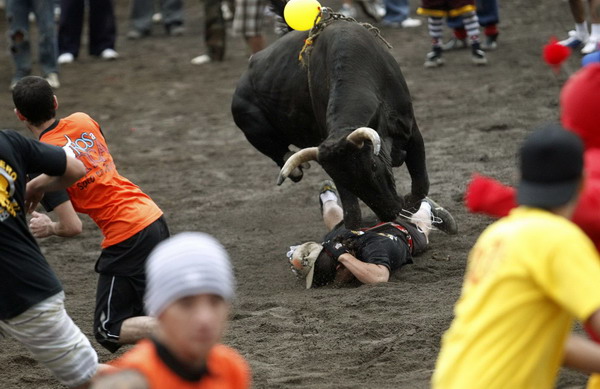 A man is stepped on by a bull in an improvised bullring during the annual bullfight festival in Zapote, near San Jose, Dec 28, 2010. [China Daily/Agencies] 