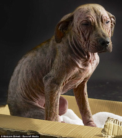 'Saddest-looking dog we've ever seen': Princess at the sanctuary