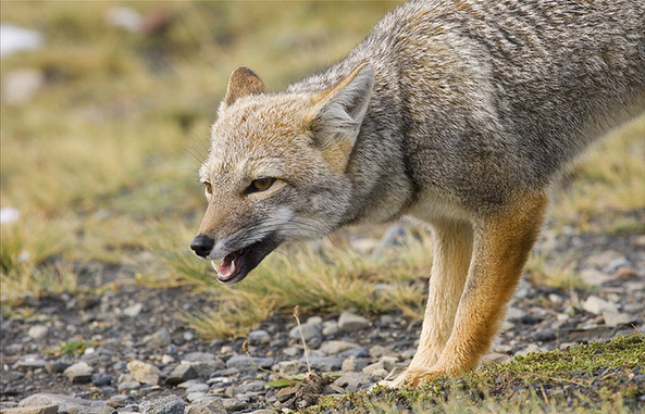 Top 10 fastest animals on land