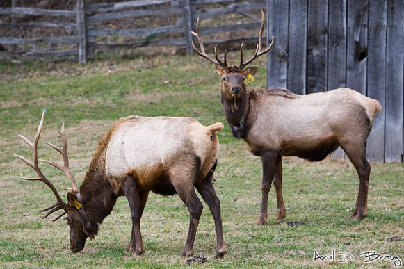 Top 10 fastest animals on land