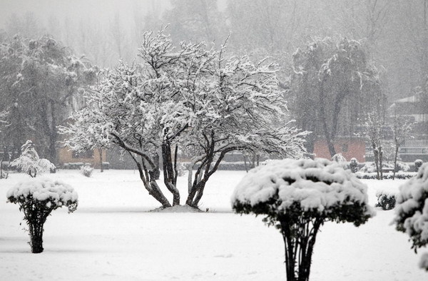 Trees are covered with snow during the winter season&apos;s first snowfall, at the Posh Park in Srinagar Dec 30, 2010. [China Daily/Agencies]