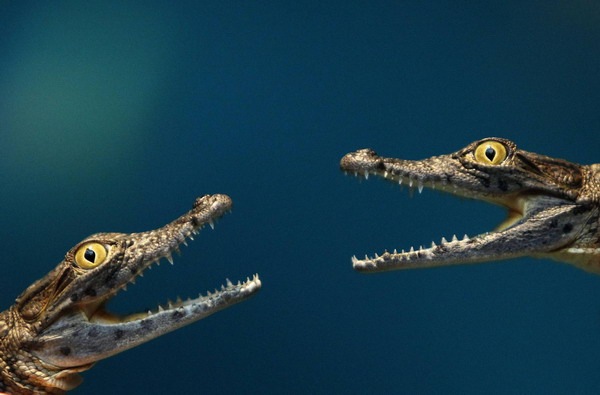 Two four-month-old crocodiles are held by zookeepers before they are weighed during an animal stocktaking at the Hagenbeck Zoo in Hamburg Dec 29, 2010. [China Daily/Agencies] 