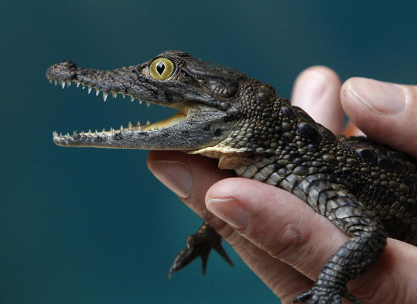 A four-month-old crocodile is held by a zookeeper before it was measured during an animal stocktaking at the Hagenbeck Zoo in Hamburg Dec 29, 2010. [China Daily/Agencies]