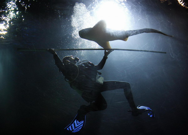 Zookeeper Guido Westhoff uses a ruler to measure a leopard shark during an animal stocktaking at the Hagenbeck Zoo in Hamburg Dec 29, 2010. [China Daily/Agencies]