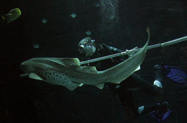 Zookeeper Guido Westhoff uses a ruler to measure a leopard shark during an animal stocktaking at the Hagenbeck Zoo in Hamburg Dec 29, 2010. [China Daily/Agencies]