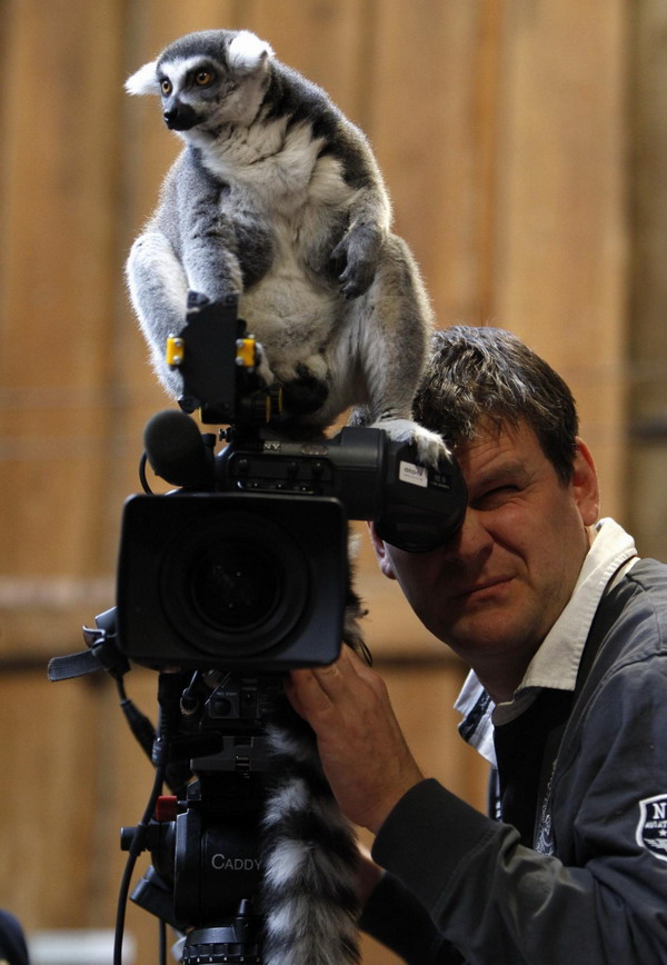 A ring-tailed Lemur (Lemur catta) sits on a television camera during an animal stocktaking at the Hagenbeck Zoo in Hamburg Dec 29, 2010. [China Daily/Agencies]