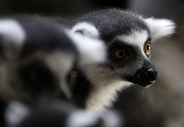 Ring-tailed Lemurs (Lemur catta) sit on a bench during an animal stocktaking at the Hagenbeck Zoo in Hamburg Dec 29, 2010. [China Daily/Agencies] 