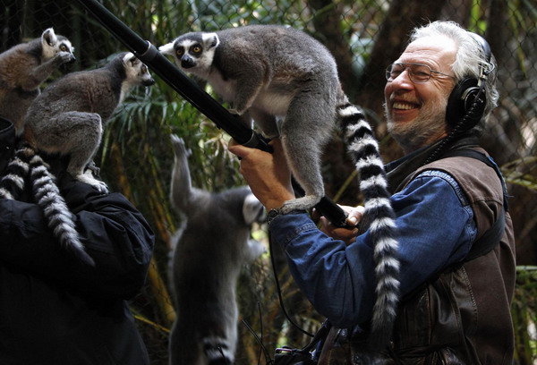 Ring-tailed Lemurs (Lemur catta) play with a TV sound-engineer during an animal stocktaking at the Hagenbeck Zoo in Hamburg Dec 29, 2010. [China Daily/Agencies]