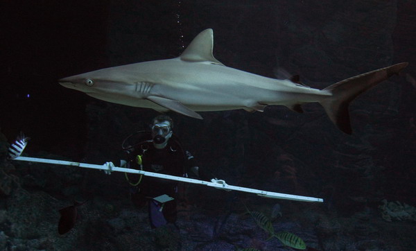 Zookeeper Guido Westhoff uses a ruler to measure a reef shark during an animal stocktaking at the Hagenbeck Zoo in Hamburg Dec 29, 2010. [China Daily/Agencies] 