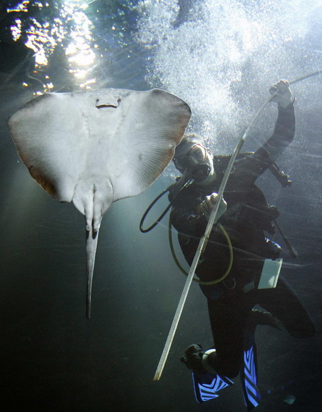 Zookeeper Guido Westhoff uses a ruler to measure a violet sting ray during an animal stocktaking at the Hagenbeck Zoo in Hamburg Dec 29, 2010. [China Daily/Agencies] 