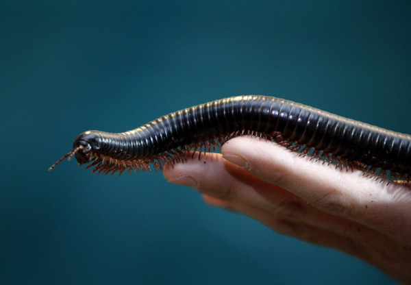  Zookeeper Andreas Steffens holds an African giant millipede during an animal stocktaking at the Hagenbeck Zoo in Hamburg Dec 29, 2010. [China Daily/Agencies]