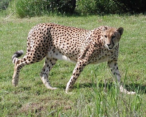 Top 10 fastest animals on land 