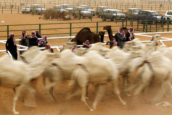 Men stand near their camels during the Mazayen al-Ibl competition, to find the most beautiful camel, in the desert region of Um Rgheiba, 400 km (248 miles) from Riyadh, Dec 30, 2010. [Photo/Agencie]